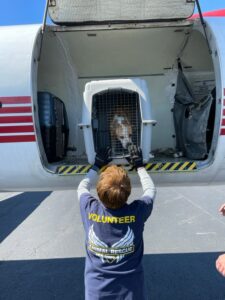 An ARC volunteer greets Morrissey dog and the others as they arrive in Tennessee