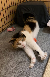 A calico kitty stretches her claws at ARC's Rescue Operation Center