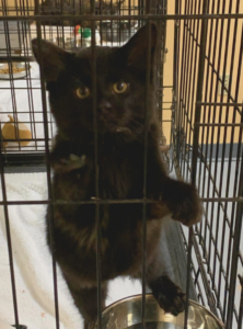 Small black kitten climbing