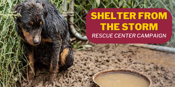 Shelter From The Storm - Animal Rescue Corps