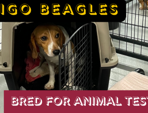 The Envigo Beagles