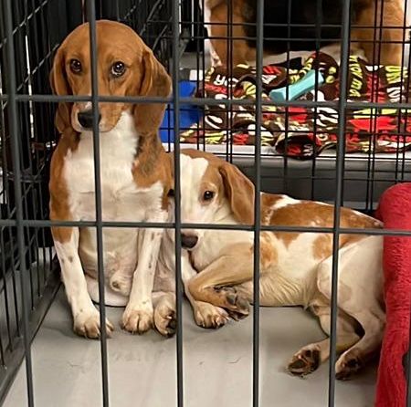 The Envigo Beagles - Animal Rescue Corps