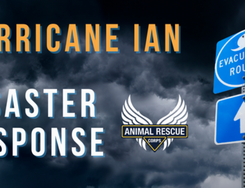 Hurricane Ian Animal Rescue Flight