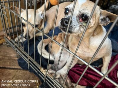 Emergency Rescue in Progress: Fall Freedom - Animal Rescue Corps