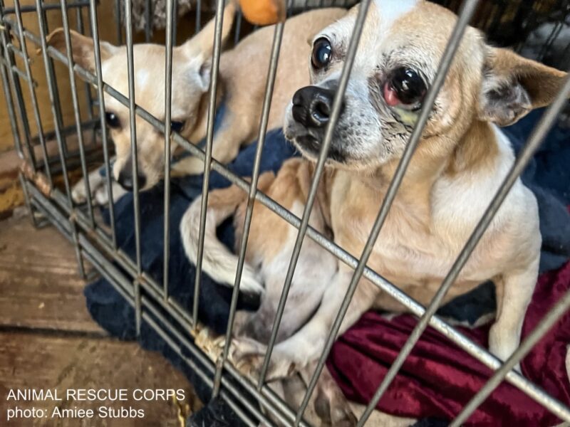 Angelica, a small tan dog with a weeping eye, caged, in need of emergency rescue