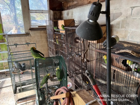 Hoarded birds in need of emergency rescue