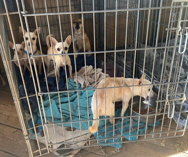 Several small caged dogs in need of emergency rescue
