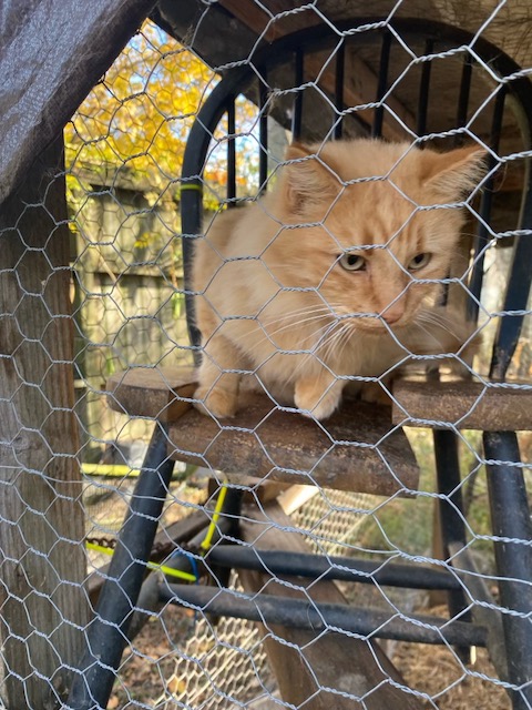One of the cats, caged outside, in need of rescue