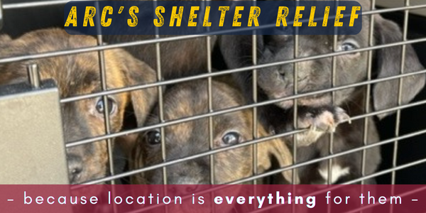 ARC's Shelter Relief helps companion animals move from overcrowded animal shelters into high-adoption, vetted shelters where they will find loving homes.