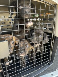 A litter of homeless puppies on their way to ARC's Rescue Center