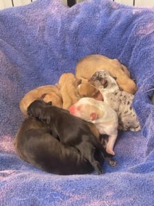 ARC's team stayed up with her through the night as she gave birth to ten puppies.