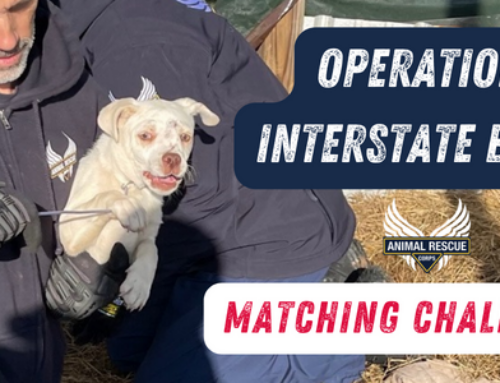 Emergency Dog Rescue: Interstate Blues