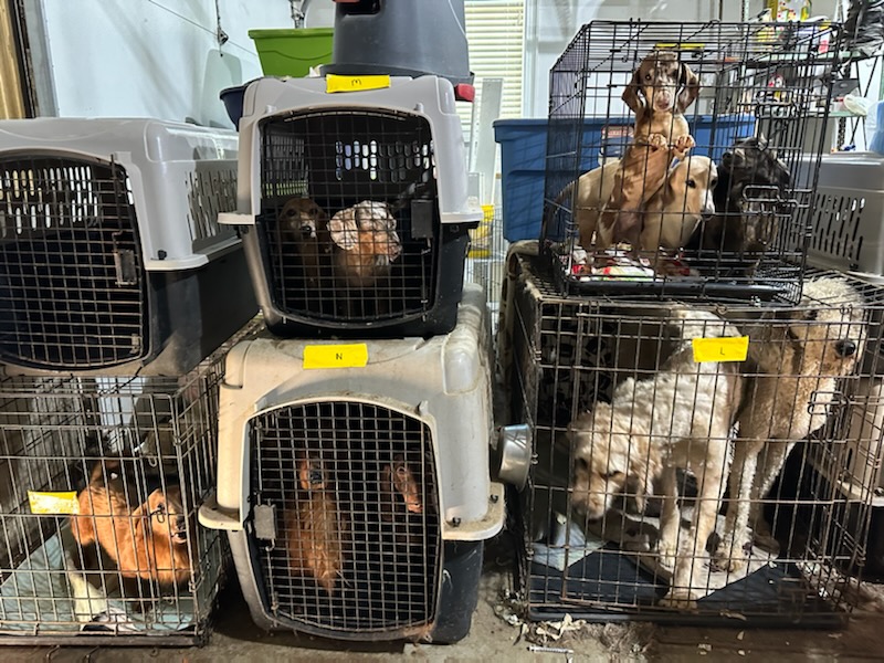 Dogs crammed two to three in small cages, waiting to be rescued by Animal Rescue Corps