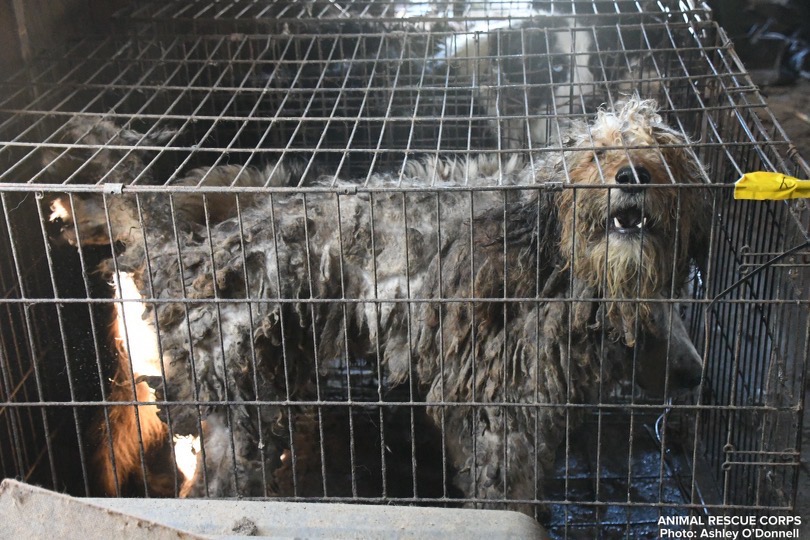 Animal Rescue -- Brulee, matted and confined in a small cage