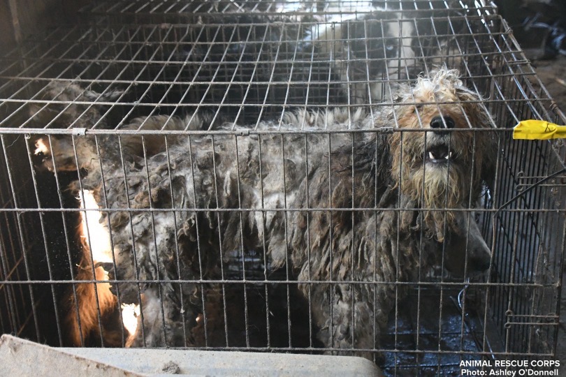 Animals in small store cages