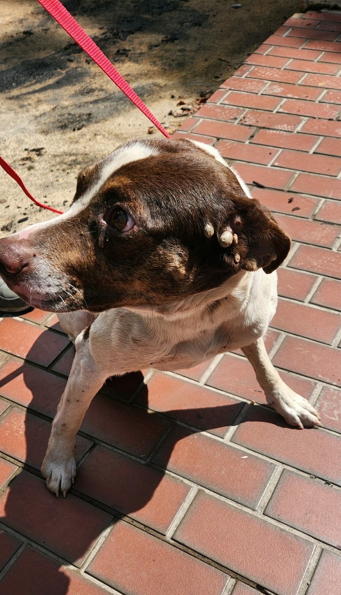 A small spotted dog with a wounded ear stands on a brick path during the emergency rescue.