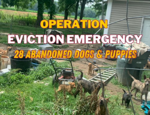 Operation Eviction Emergency