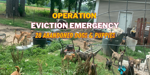 Many dogs abandoned by evicted tenants are visible in an overgrown yard with Operation Eviction Emergency: 28 abandoned dogs and puppies text overlaid.