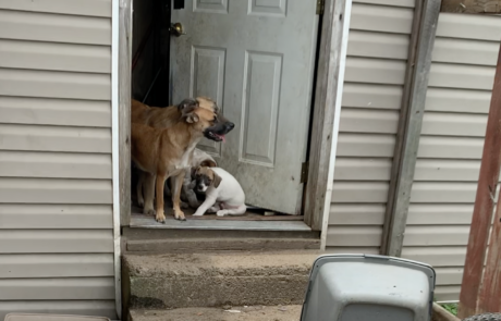 Abandoned dogs and puppies wait in an open doorway for an emergency animal rescue