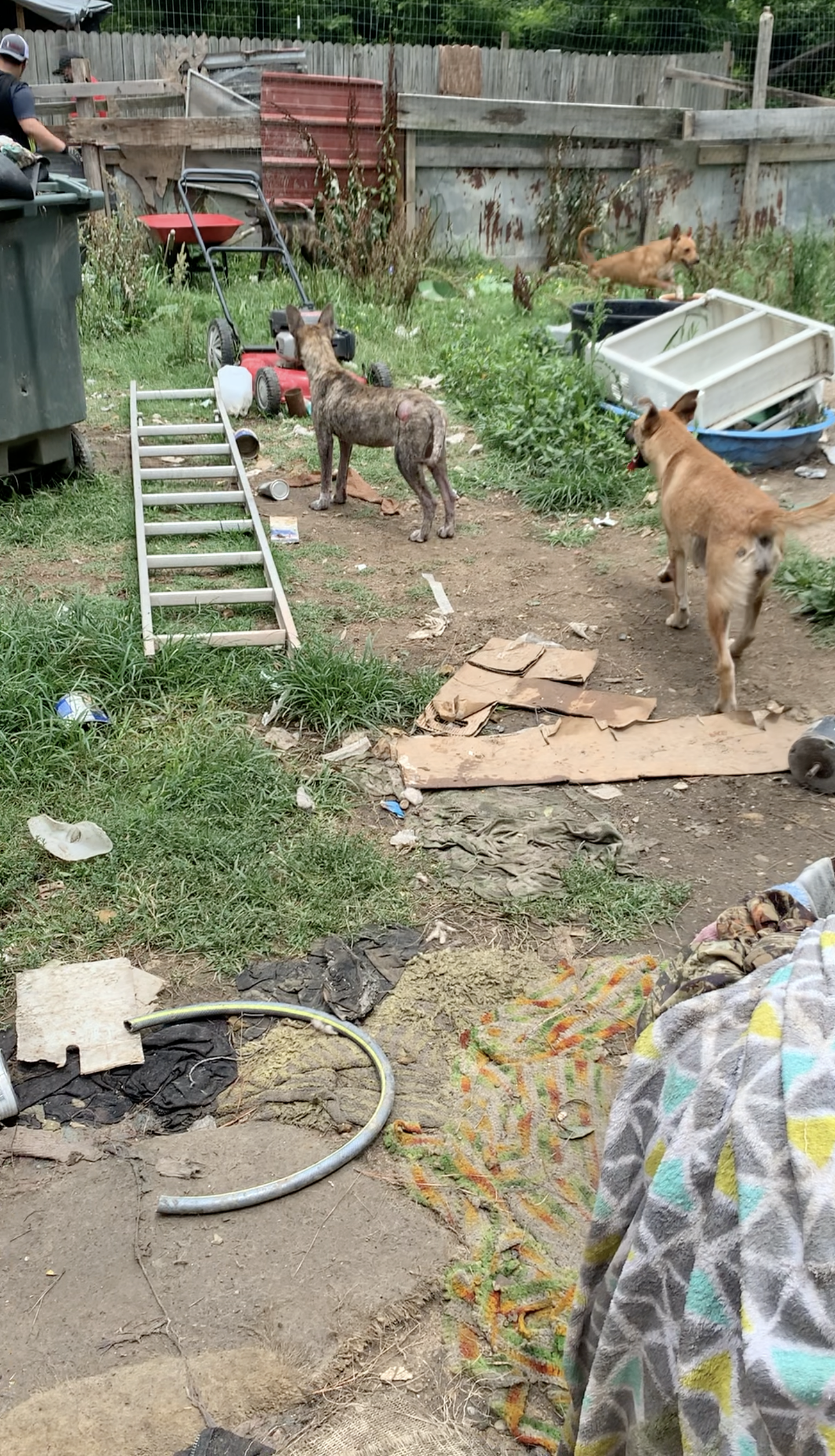 Several abandoned dogs wander an abandoned and decaying yard with a patched fence and trash on the ground during ARC's emergency rescue.