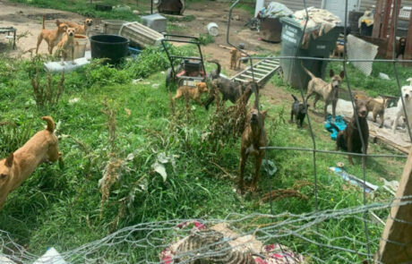 Many dogs abandoned by evicted tenants are visible in an overgrown yard.