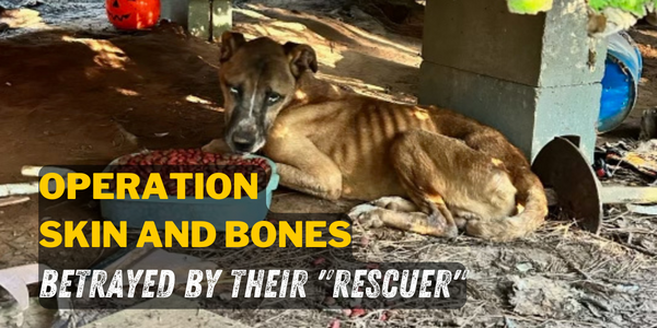 An tan-colored and emaciated dog laying on the ground looks at the camera. Overlaid is the yellow text "Operation Skin and Bones" and white text "Betrayed by their 'rescuer'"