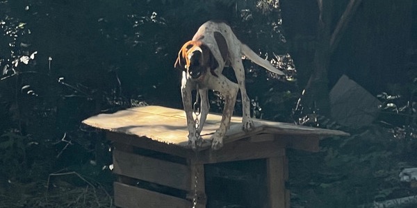 A chained dog has climbed to the roof of an old dog house and looks at the camera.