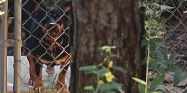 A black and tan dog is trapped behind a chain link fence.