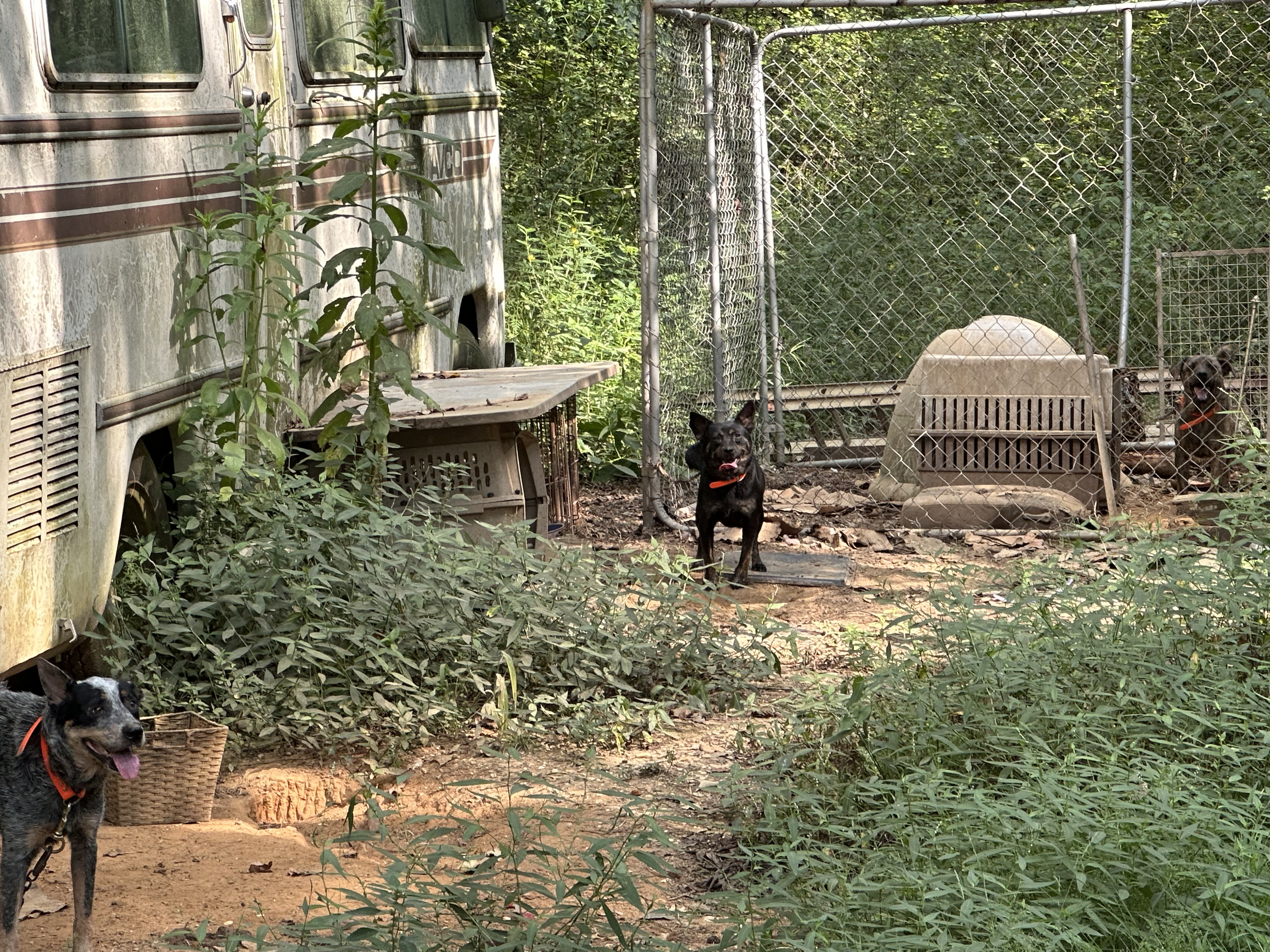 Multiple dogs are tied in an overgrown yard by a chain link fence.