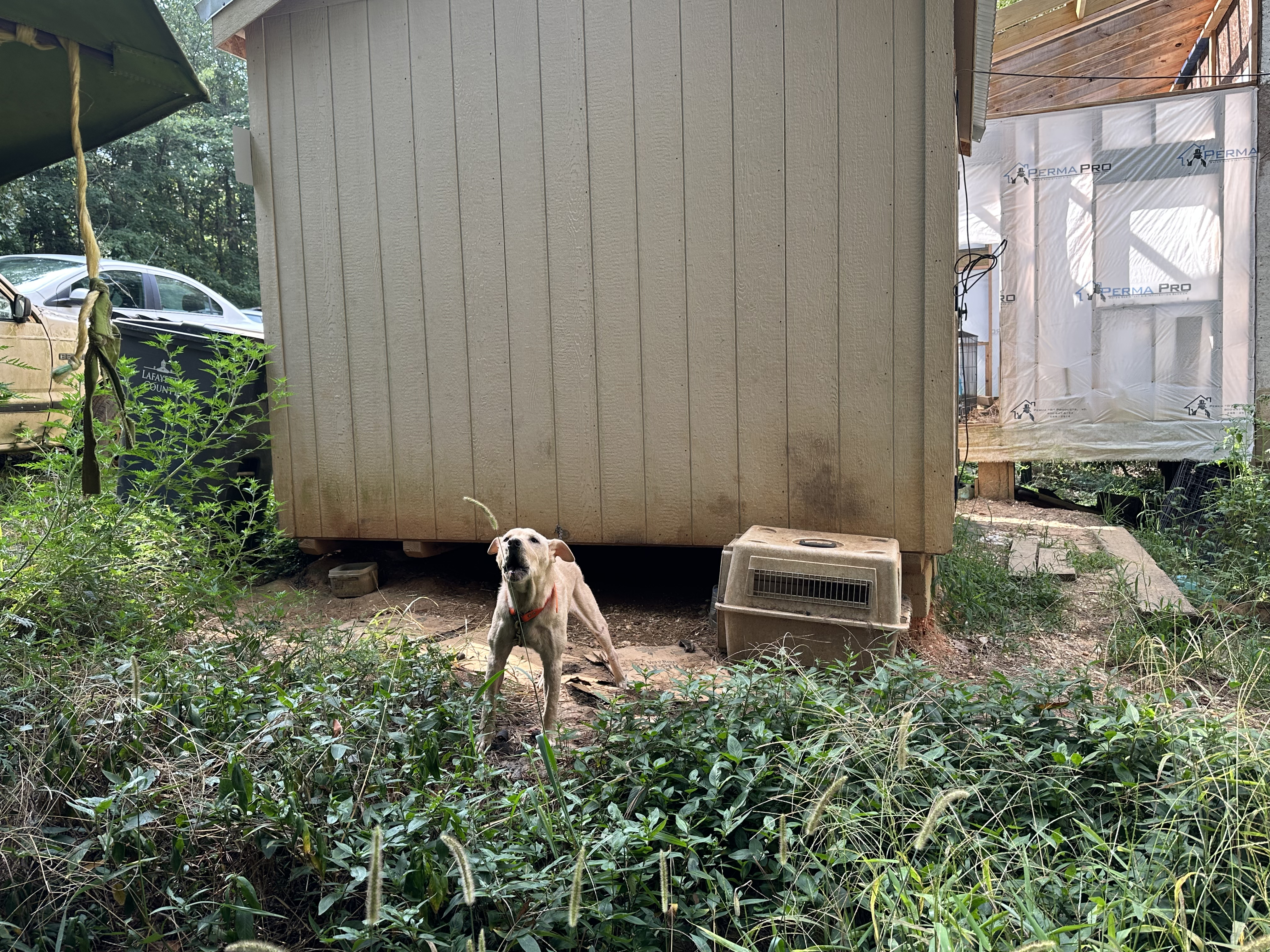 A dog is chained beside a decaying building.