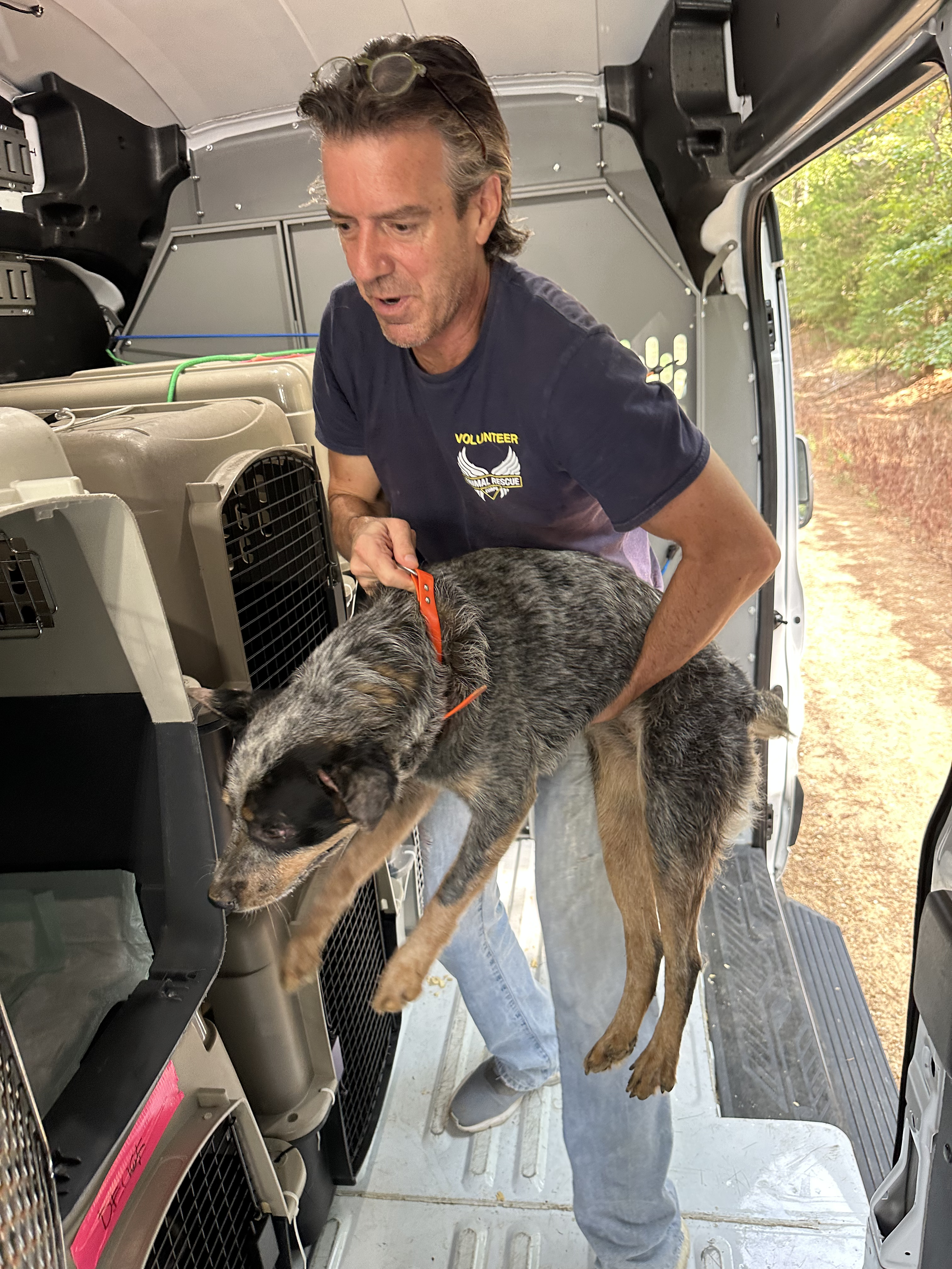 An ARC responder assists a dog into transport.
