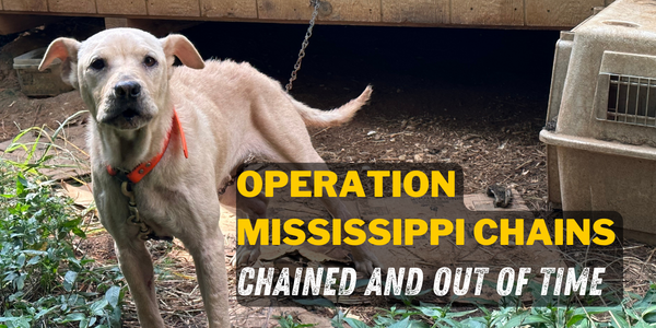 A dog, chained to a wall, looks at the camera with the text "Operation Mississippi Chains, chained and out of time" overlaid.