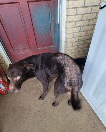 A neglected dog stands outside a door.