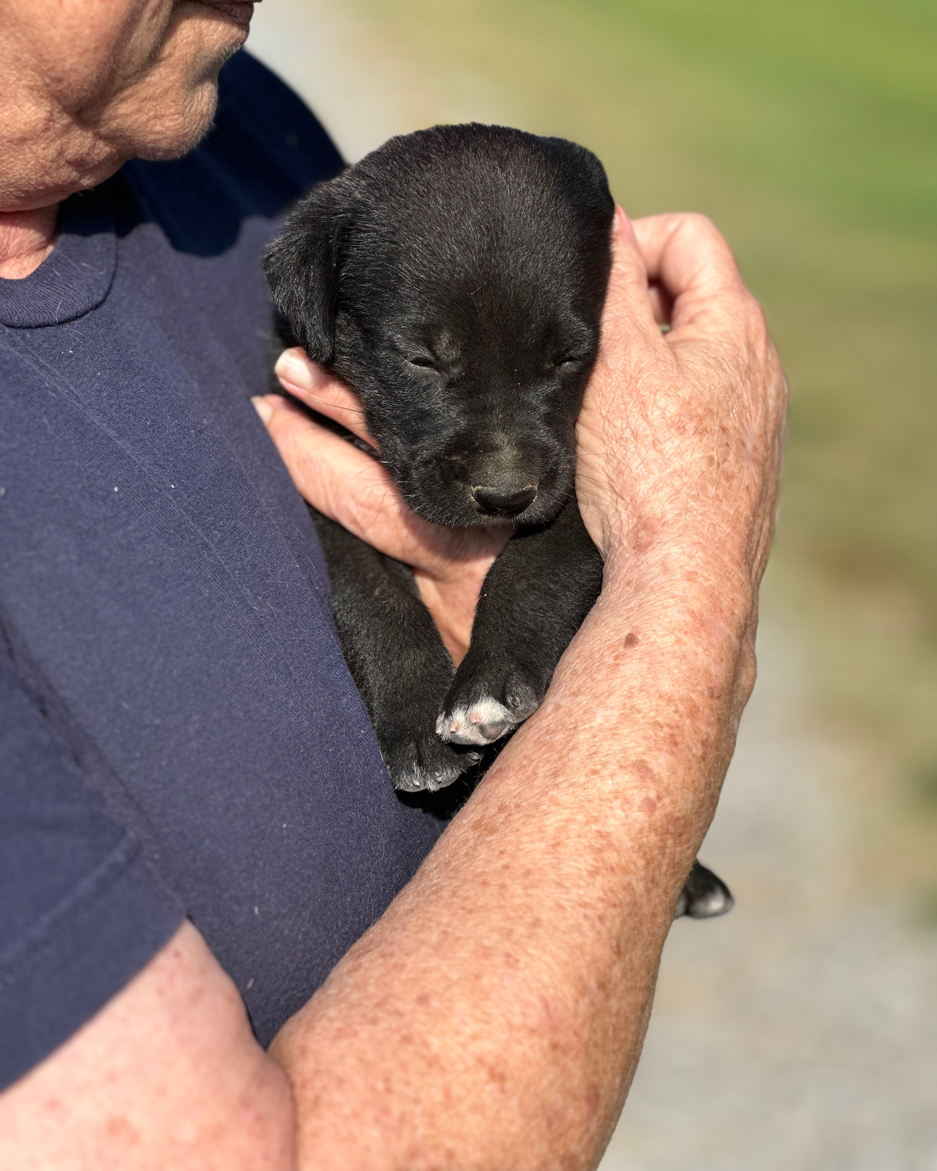 An ARC volunteer holds a small black puppy with white paws. Its eyes are closed.