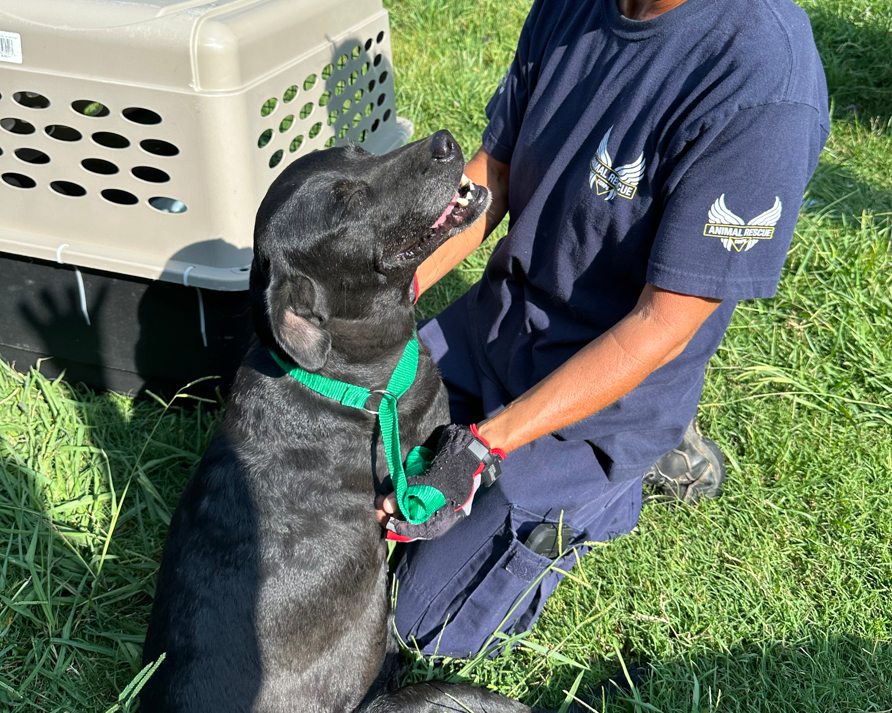 A black dog looks up at an ARC volunteer.