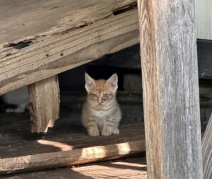 A young orange and white kitten looks at the camera, awaiting animal rescue.