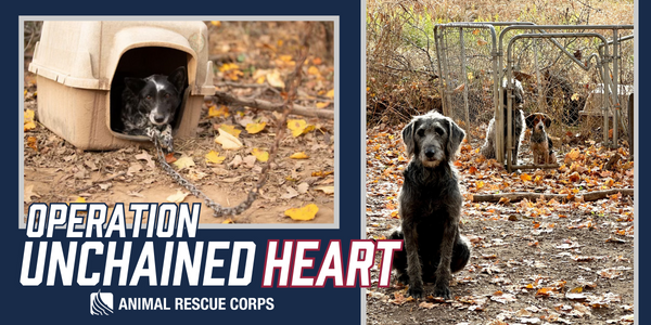 Emergency Rescue: Operation Unchained Heart - Animal Rescue Corps