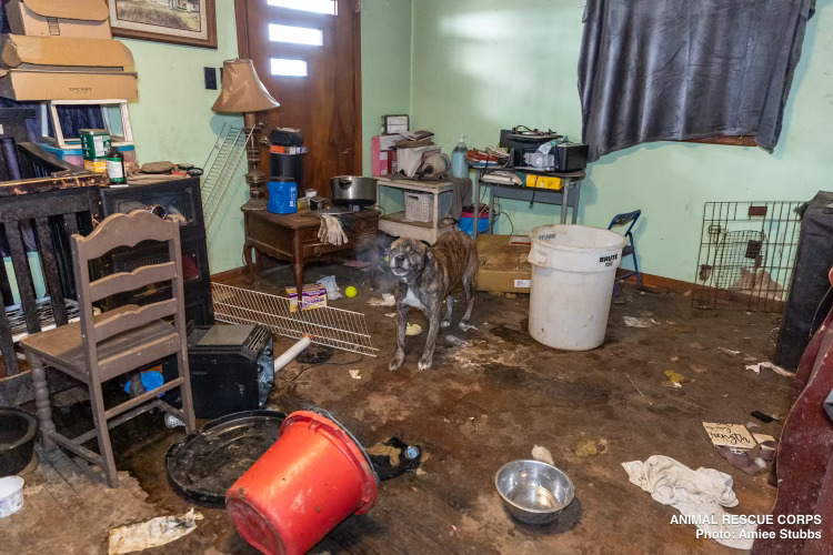 Large-Scale Neglect -- a filthy room with a brindle dog; it's so cold you can see the dog's breath inside.
