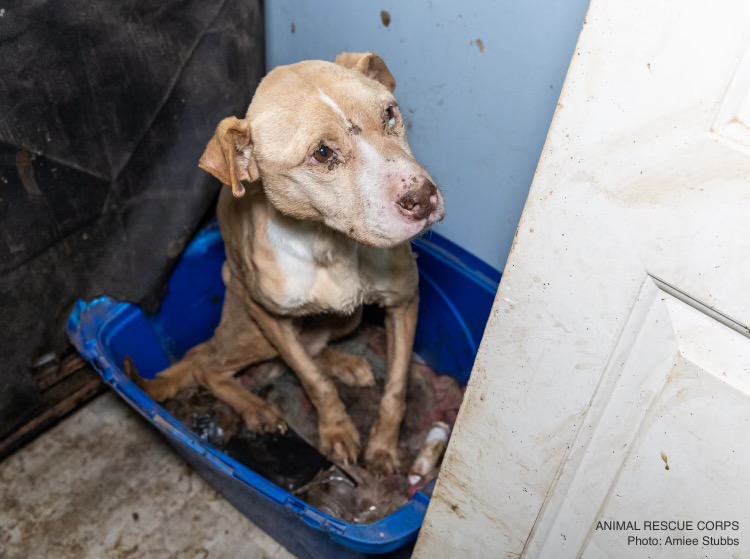 Daisy, an elder tan dog, one of the 44 dogs living in this large-scale neglect and hoarding case.