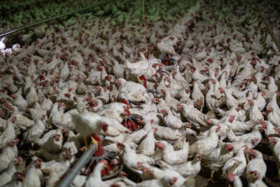Thousands of 10-week-old cockerels stand with little room to move inside a rearing shed during their final week at a rooster-fattening farm. These cockerels originate from the European layer hatchery industry and are fattened at these farms for 10 weeks, then sent to slaughter. Poland, 2023. Andrew Skowron / We Animals Media