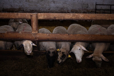 A row of ewes used for dairy and lamb production eat hay inside a barn at a sheep dairy and meat farm. Undisclosed location, Slovakia, 2024.