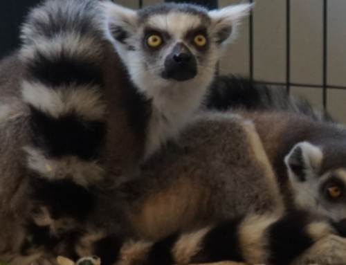 Zini and Suri the Ring-Tailed Lemurs