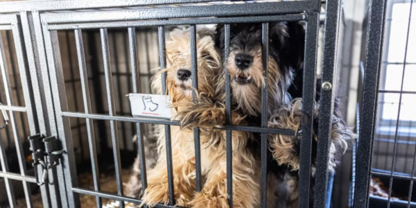 Operation Carolina Torment