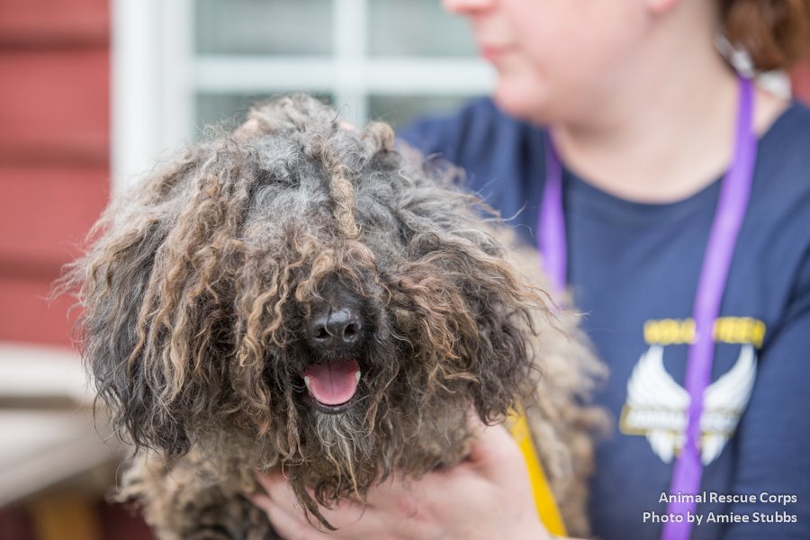 animal protection at animal rescue corps