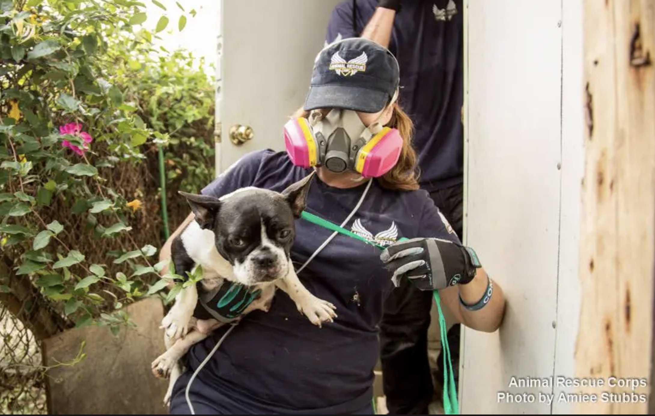 animal protection organization