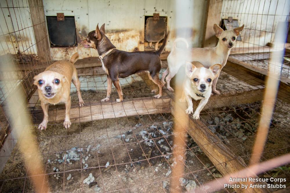 animal protection organization