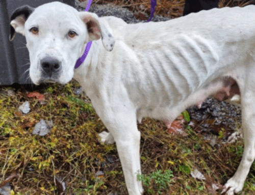 Operation Gentle Rain