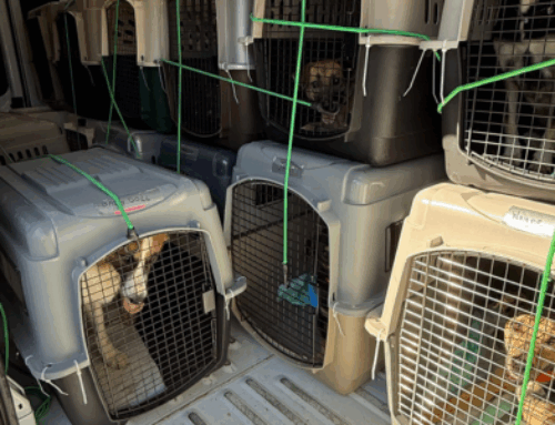 Operation Union of Compassion