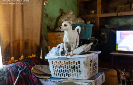 AS1_4902 White dog standing in a laundry basket during Animal Rescue Corps operations, indoor shelter setting with television and other dogs visible.