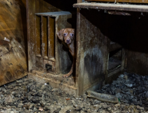Operation Little Dogs, Big Hearts